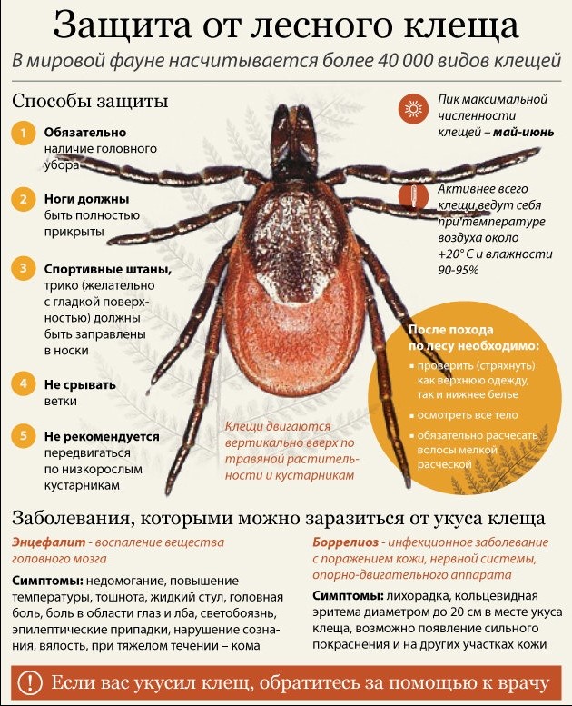 клещи
